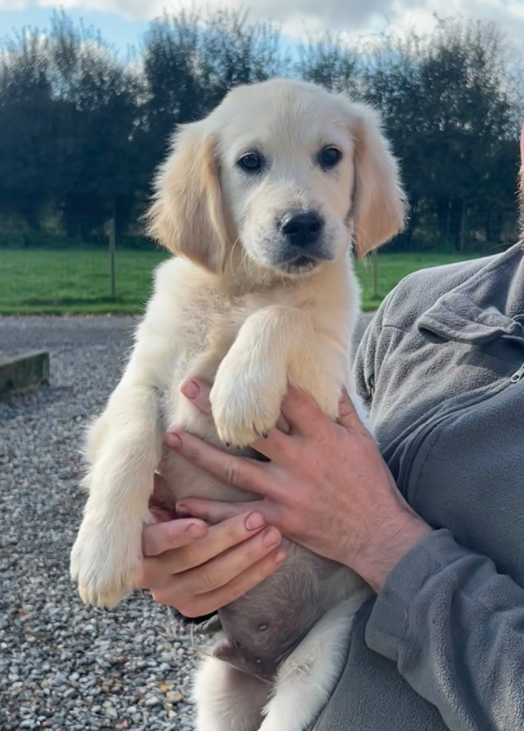 of loving Star - Chiot disponible  - Golden Retriever