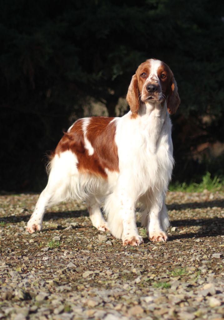 Les Welsh Springer Spaniel de l'affixe of loving Star