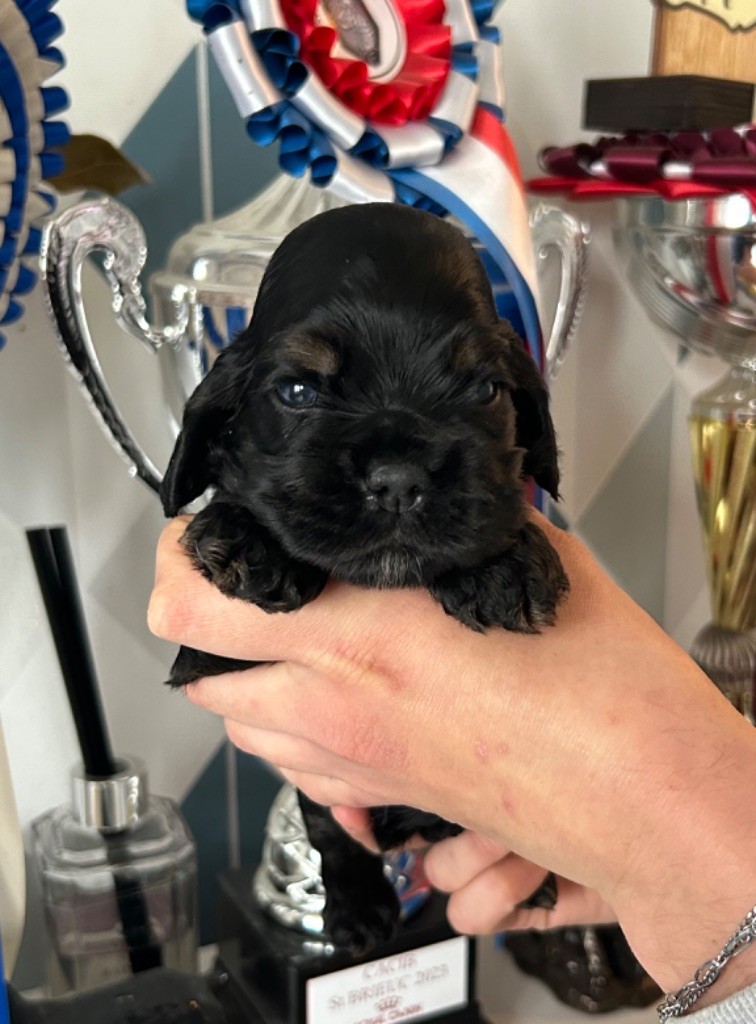 of loving Star - Chiot disponible  - American Cocker Spaniel