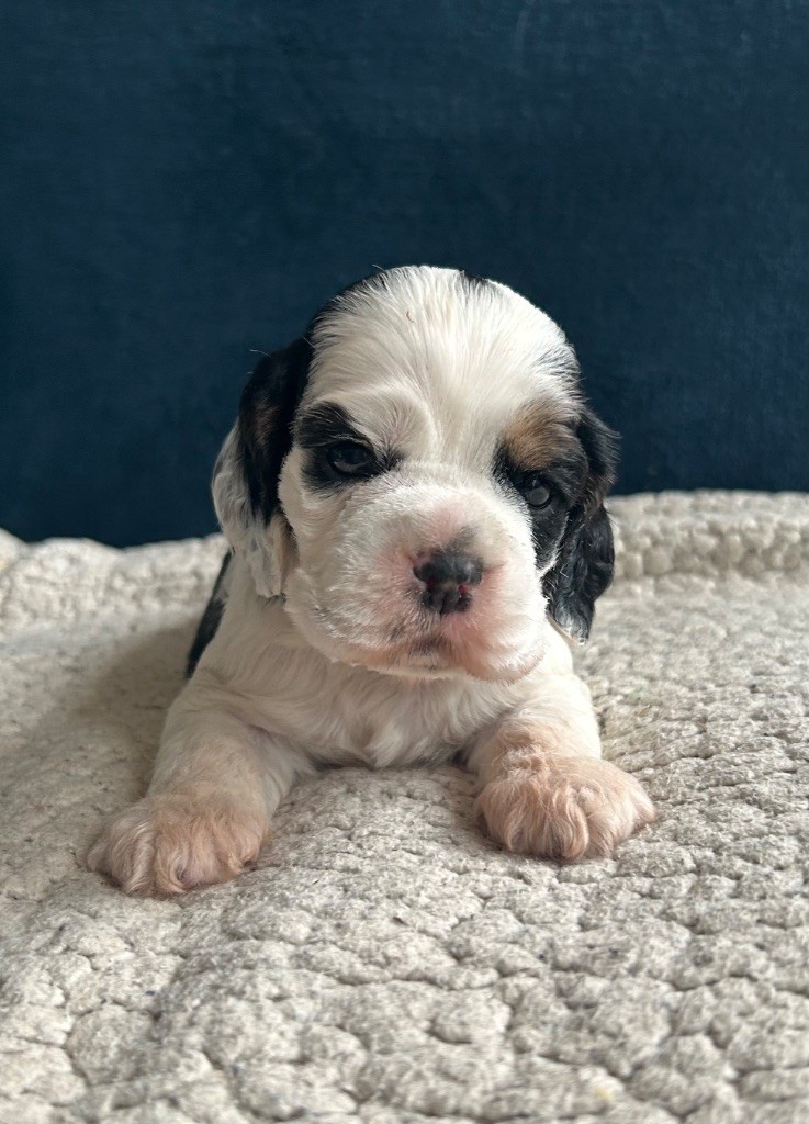 of loving Star - Chiot disponible  - American Cocker Spaniel