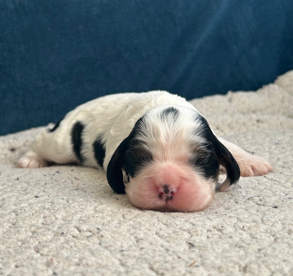 of loving Star - Chiot disponible  - American Cocker Spaniel