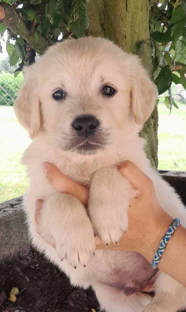 of loving Star - Chiot disponible  - Golden Retriever