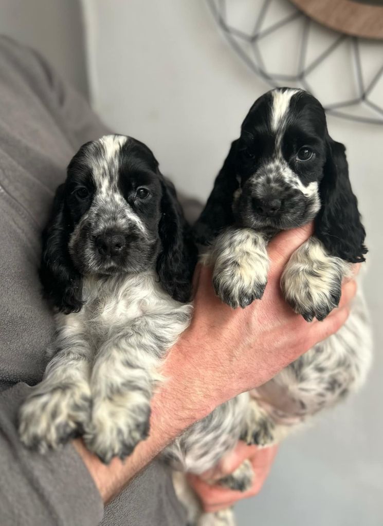 chiot Cocker Spaniel Anglais of loving Star