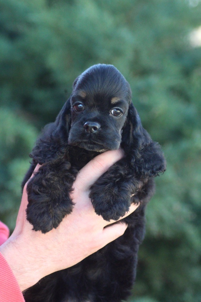 of loving Star - Chiot disponible  - American Cocker Spaniel