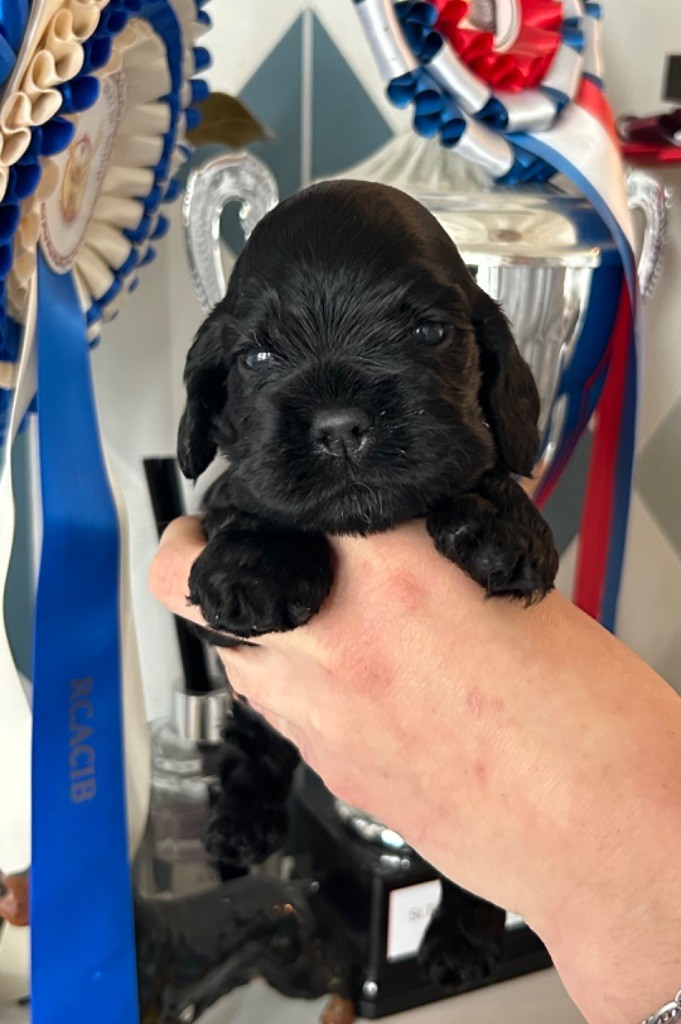 of loving Star - Chiot disponible  - American Cocker Spaniel