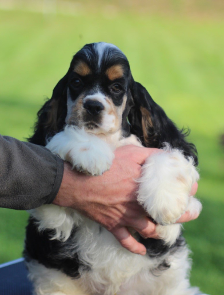 of loving Star - Chiot disponible  - American Cocker Spaniel