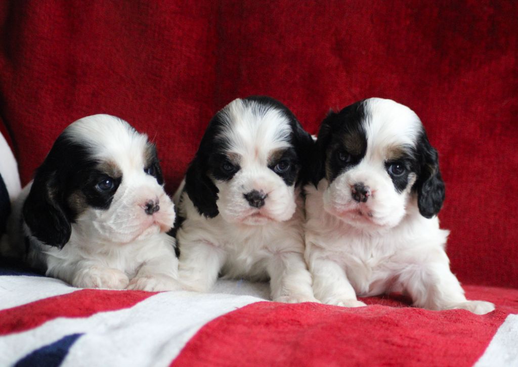 chiot American Cocker Spaniel of loving Star