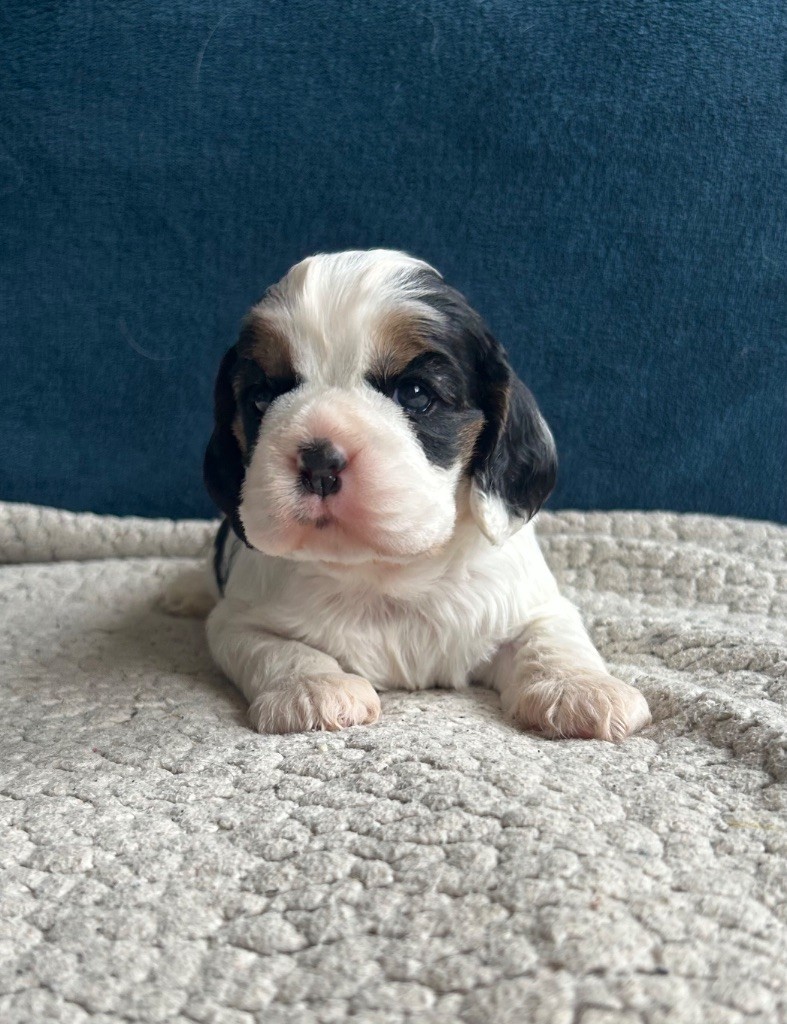 of loving Star - Chiot disponible  - American Cocker Spaniel