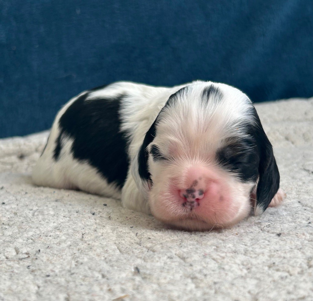 of loving Star - Chiot disponible  - American Cocker Spaniel