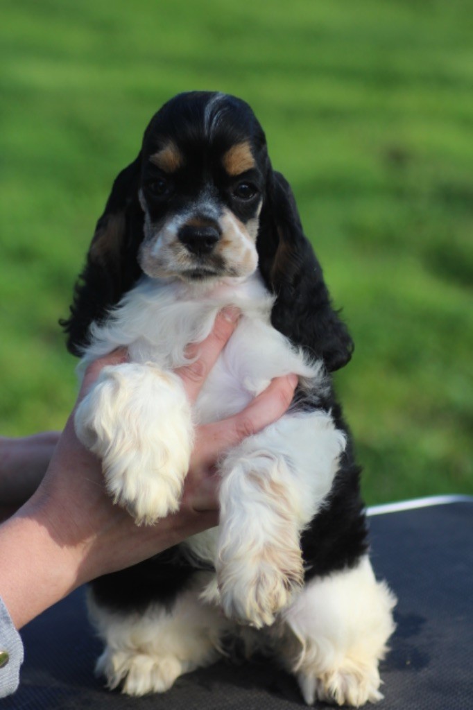 of loving Star - Chiot disponible  - American Cocker Spaniel