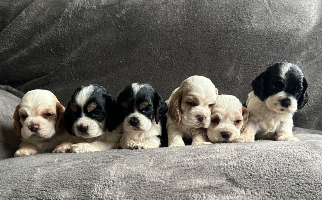 chiot American Cocker Spaniel of loving Star