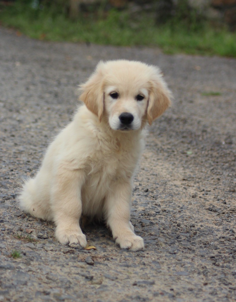 of loving Star - Chiot disponible  - Golden Retriever