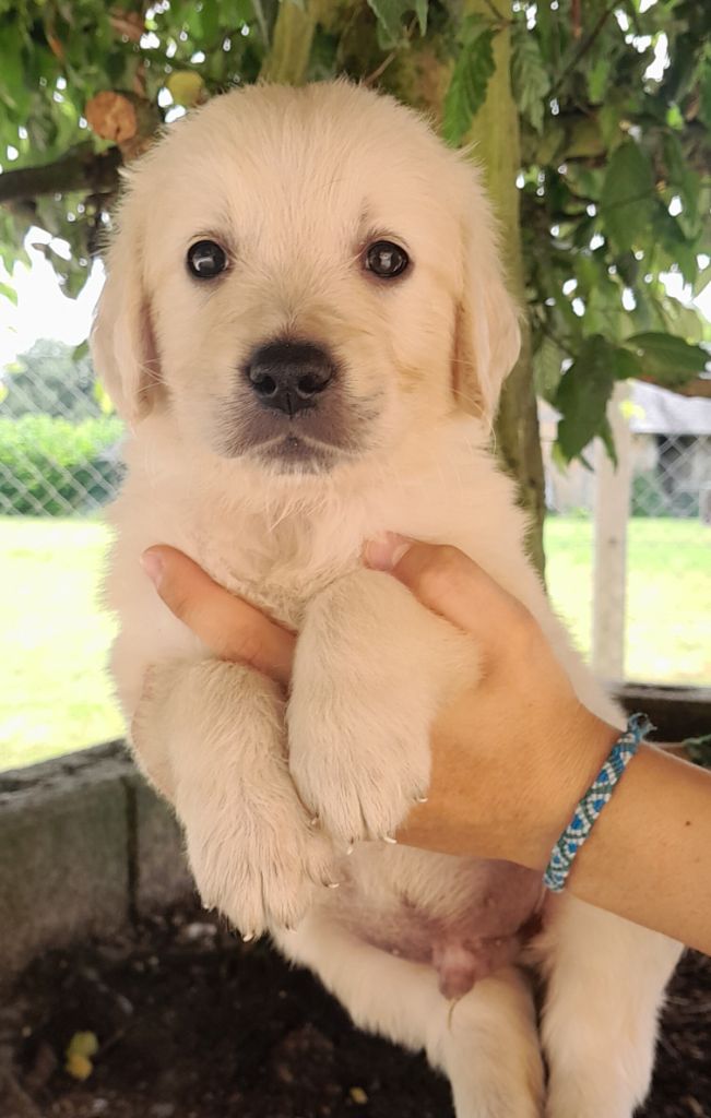 of loving Star - Chiot disponible  - Golden Retriever