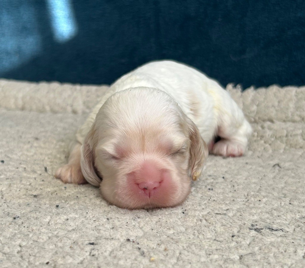 of loving Star - Chiot disponible  - American Cocker Spaniel