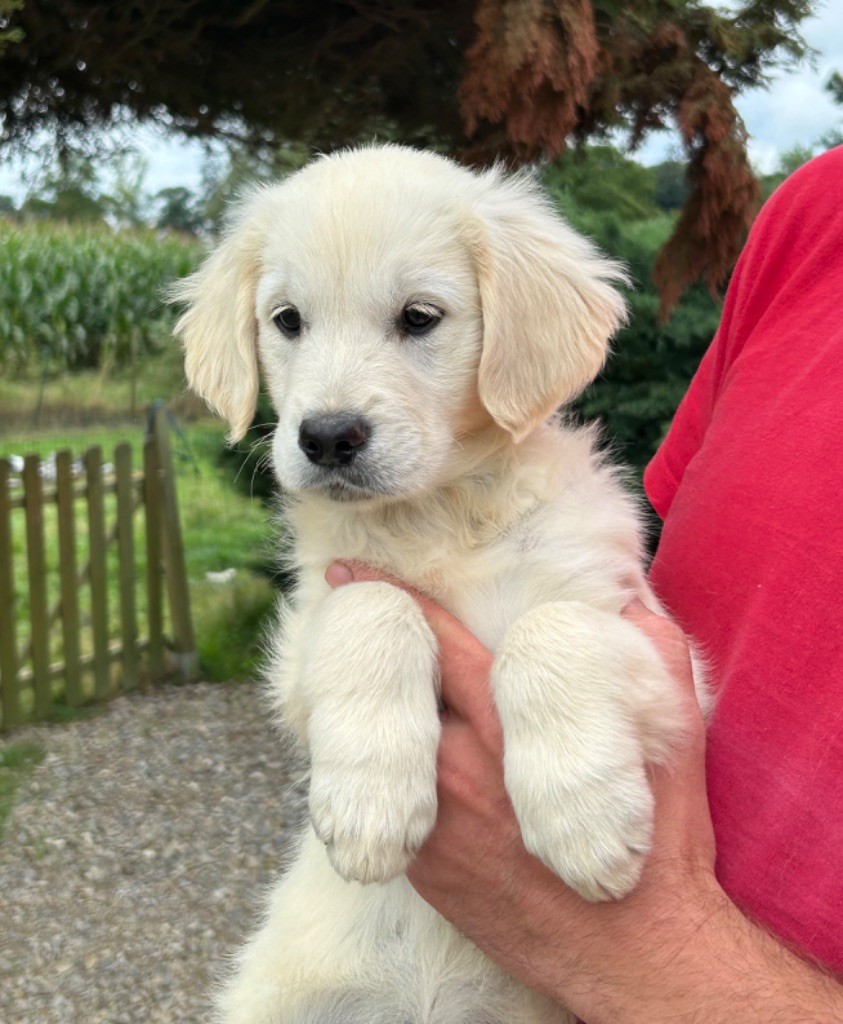 of loving Star - Chiot disponible  - Golden Retriever