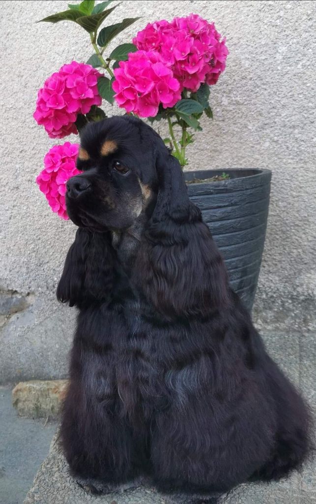 Black And Tan Berry's Punky lili