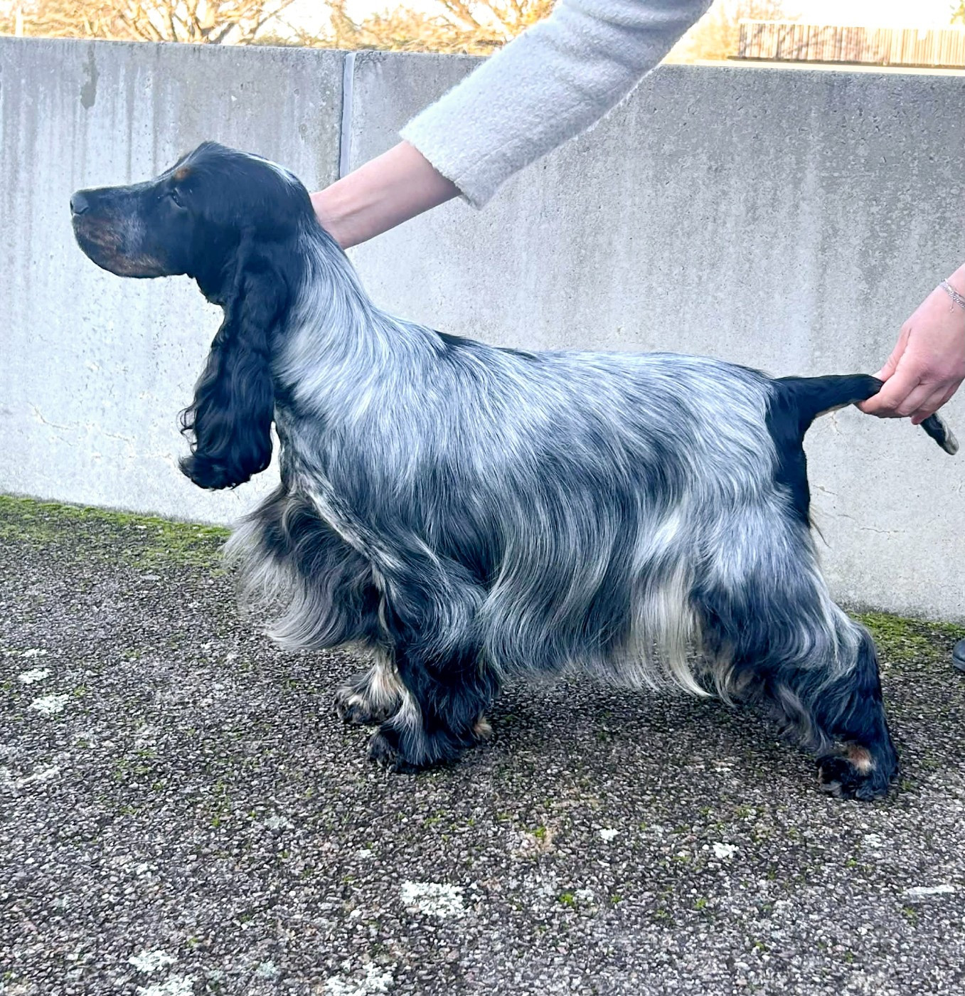 Umour coquin of loving Star