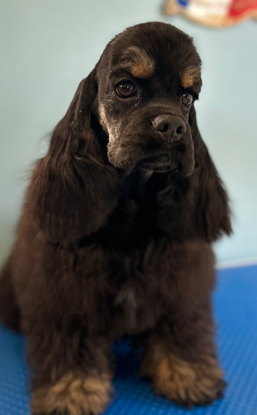 Angeleyes of loving Star