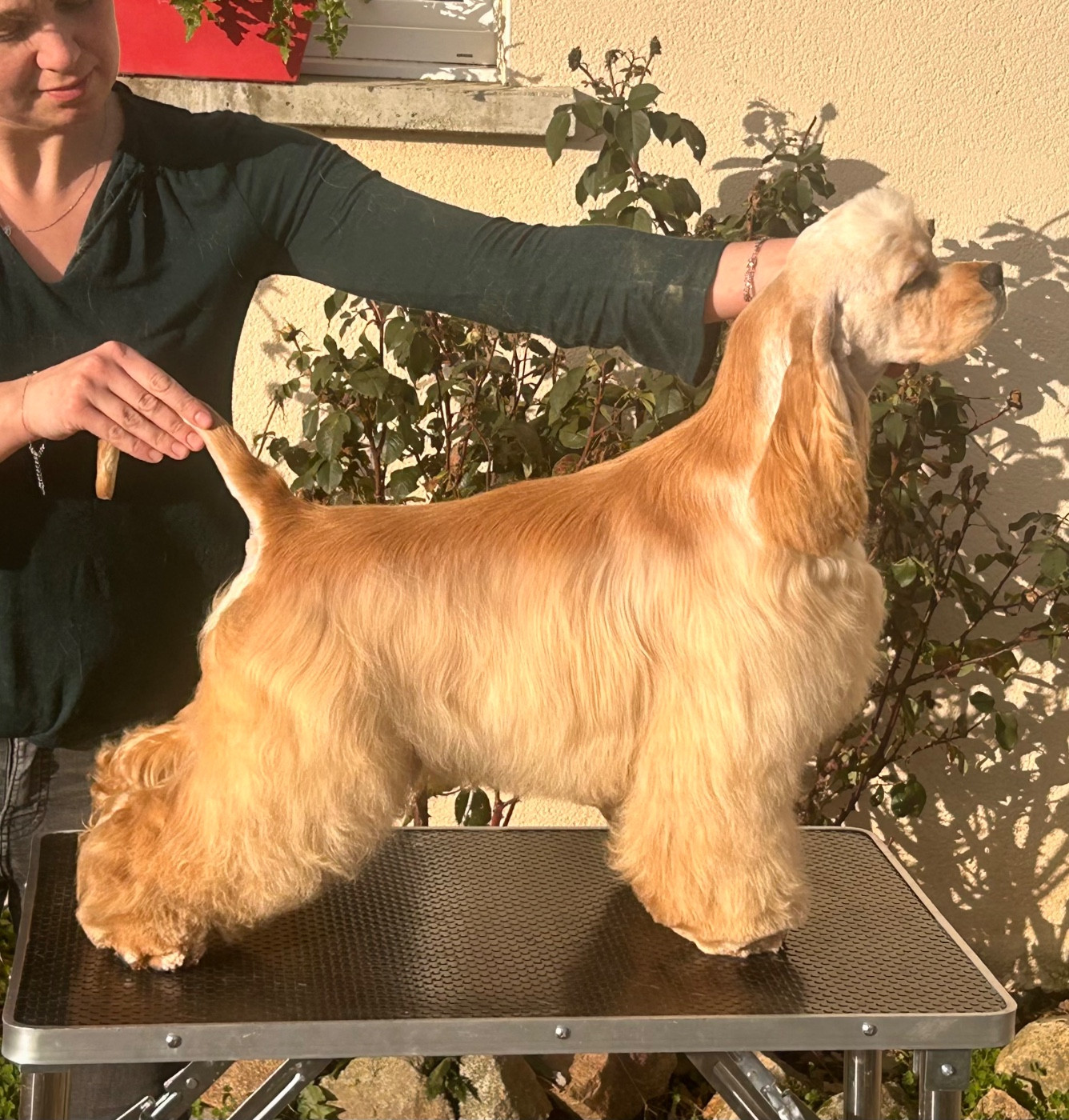 American Boy of loving Star