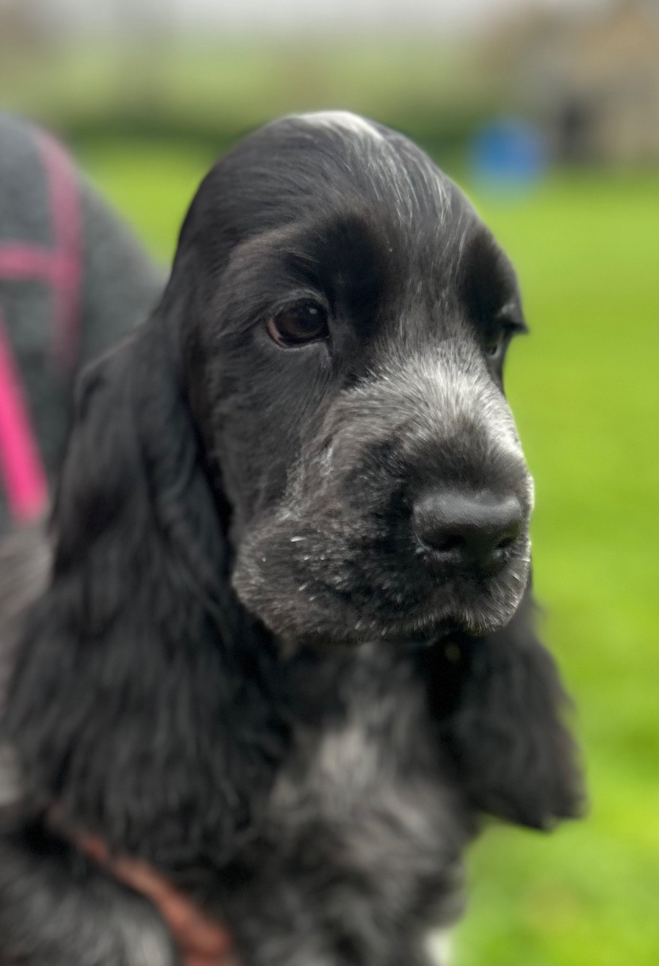 Aqua Blue of loving Star