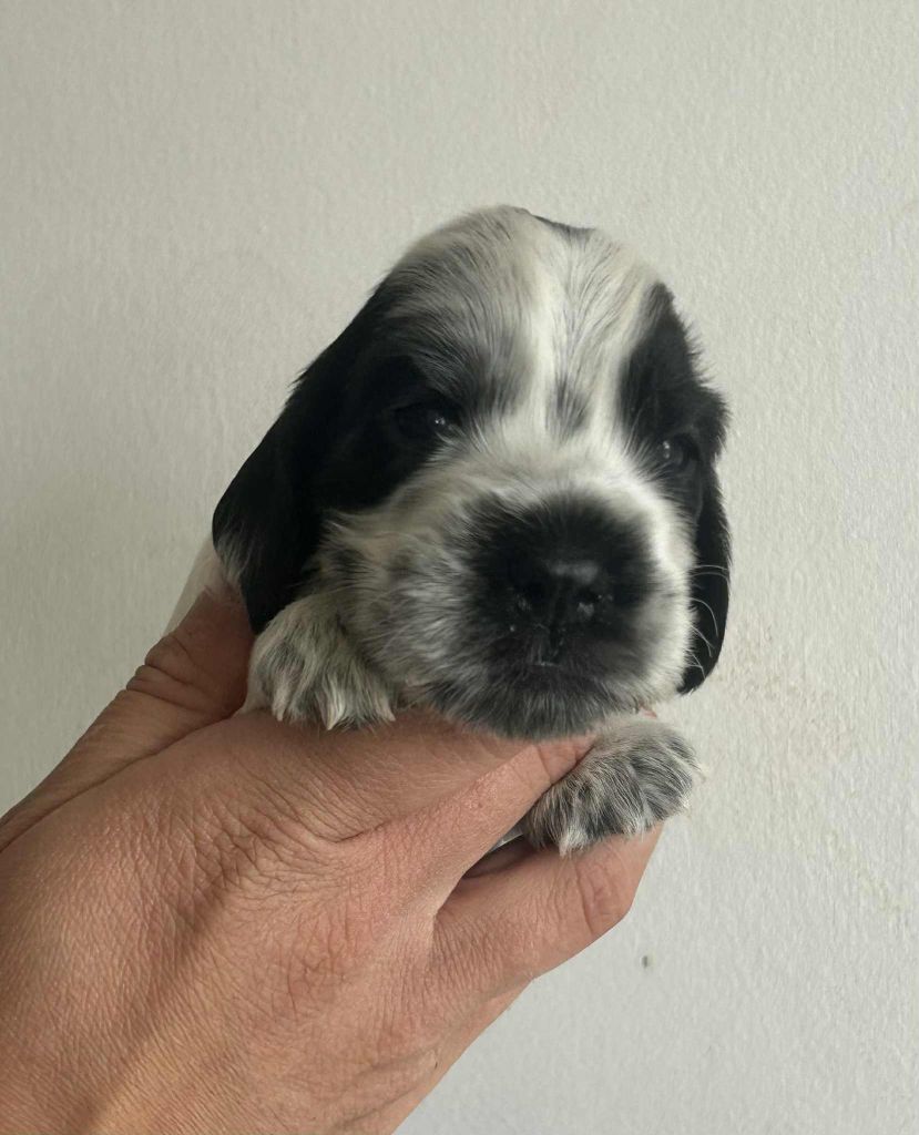 of loving Star - Chiots disponibles - Cocker Spaniel Anglais