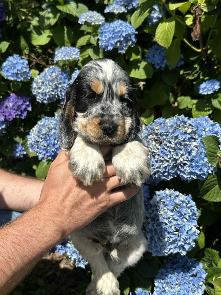 of loving Star - Chiots disponibles - Cocker Spaniel Anglais