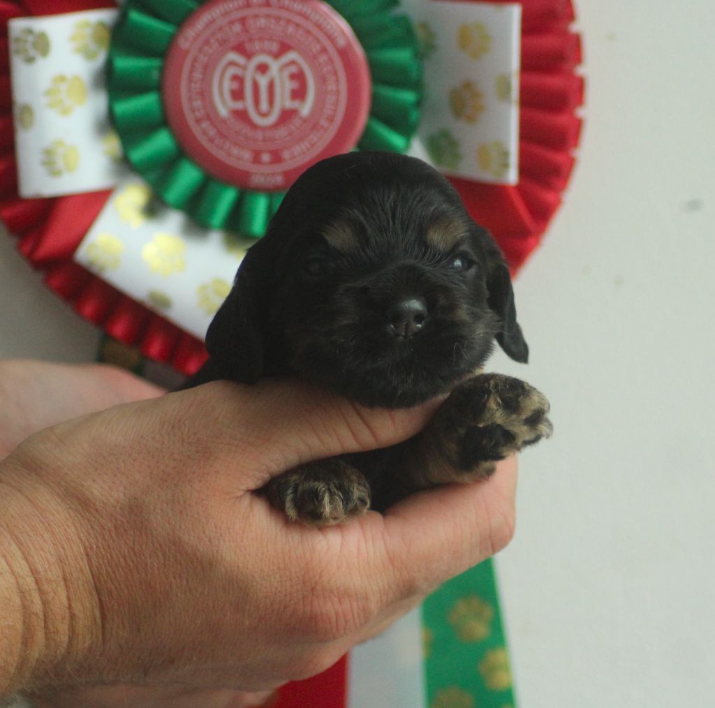 of loving Star - Chiots disponibles - American Cocker Spaniel