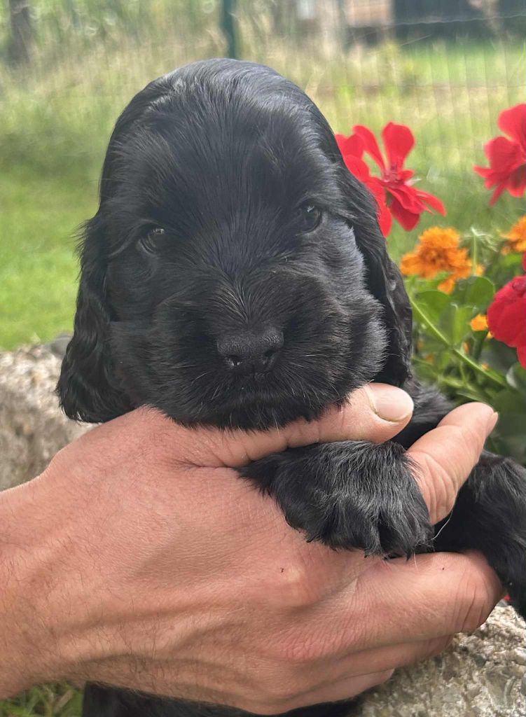 of loving Star - Chiots disponibles - Cocker Spaniel Anglais