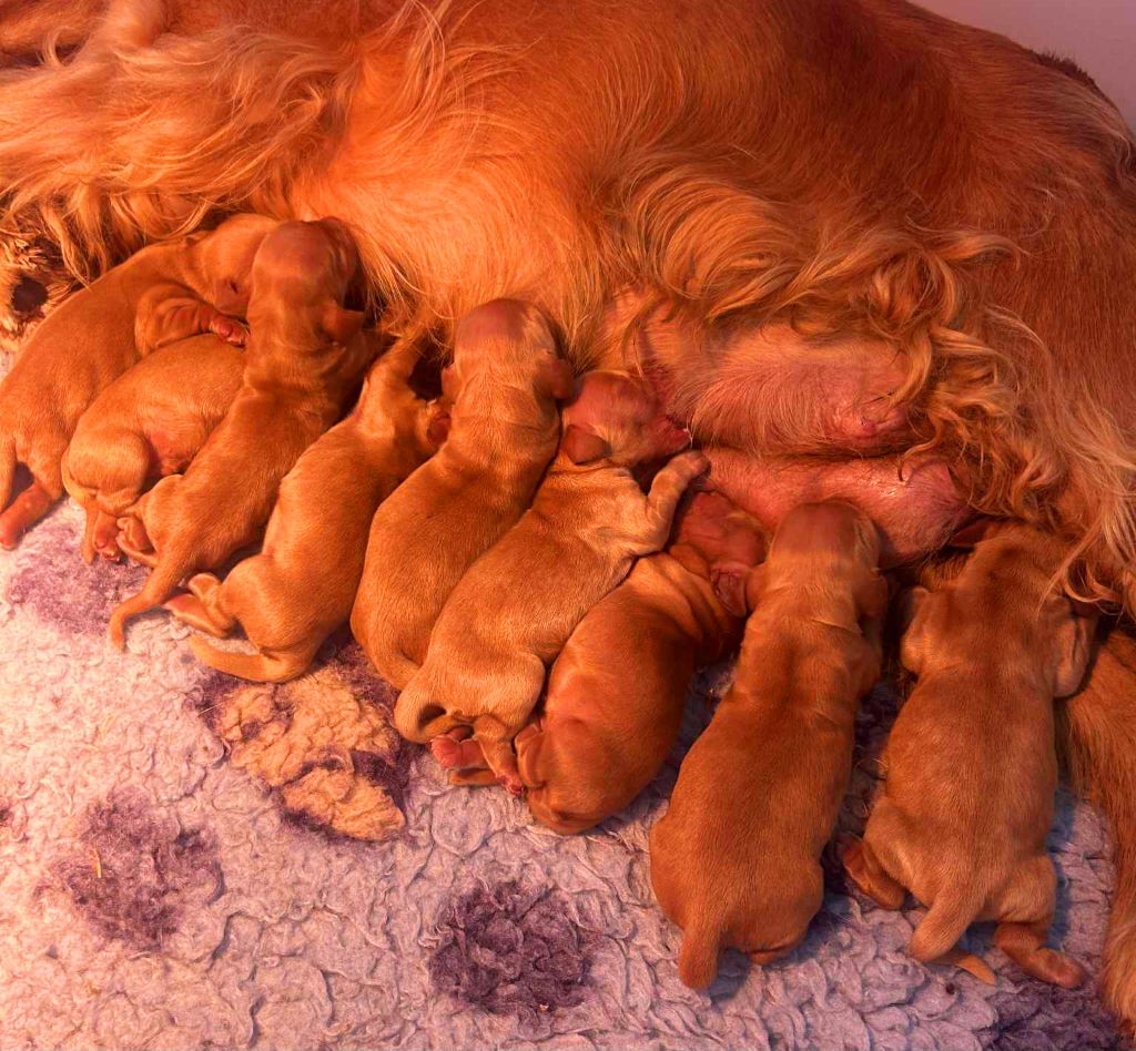 of loving Star - Cocker Spaniel Anglais - Portée née le 19/07/2025