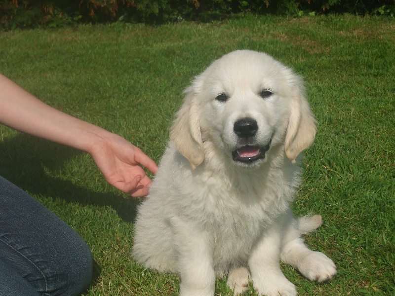 of loving Star - Golden Retriever - Portée née le 17/03/2008