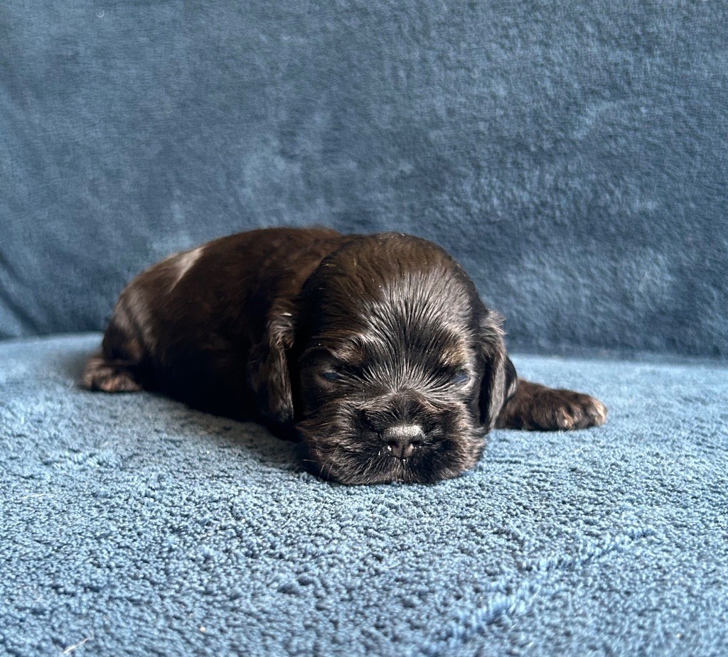of loving Star - Chiots disponibles - American Cocker Spaniel