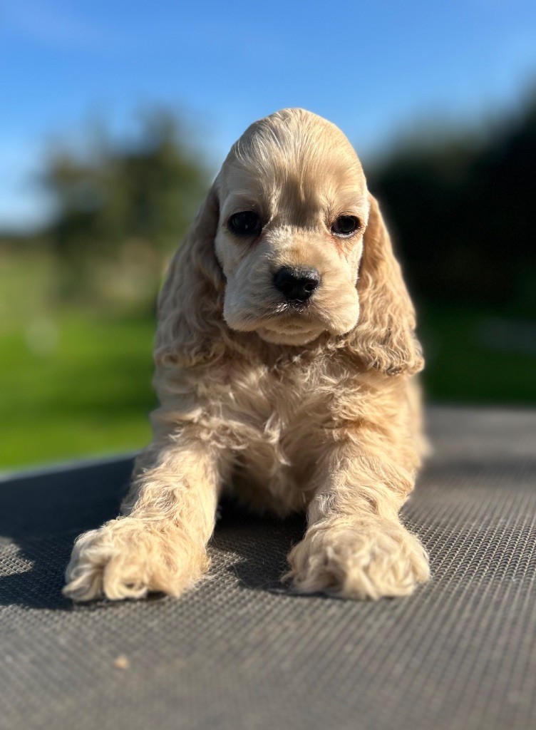 of loving Star - Chiots disponibles - American Cocker Spaniel