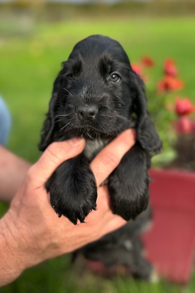 of loving Star - Chiots disponibles - Cocker Spaniel Anglais