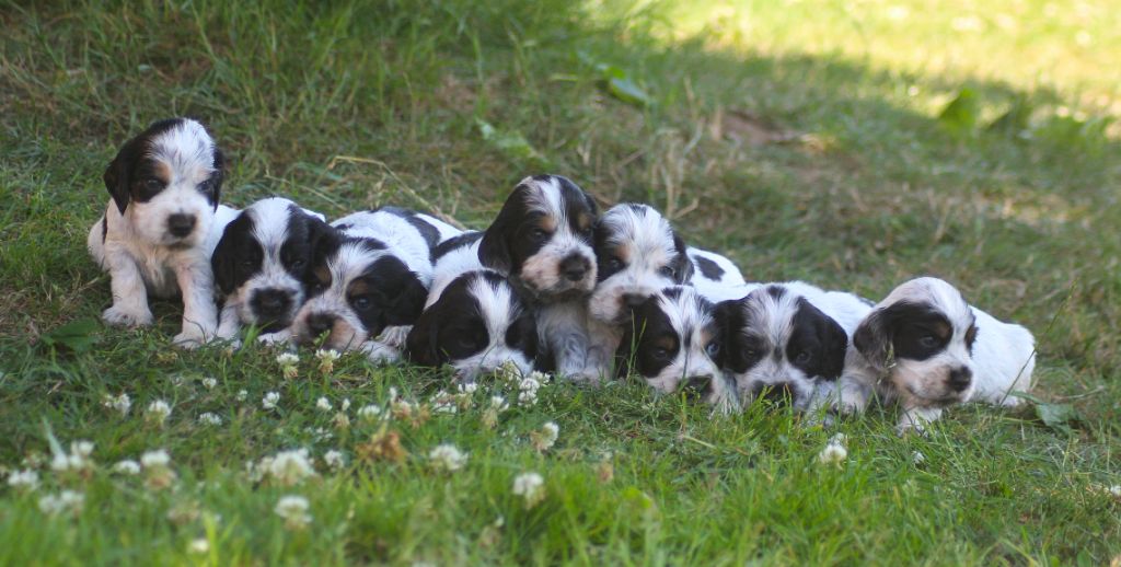 of loving Star - Cocker Spaniel Anglais - Portée née le 23/05/2025