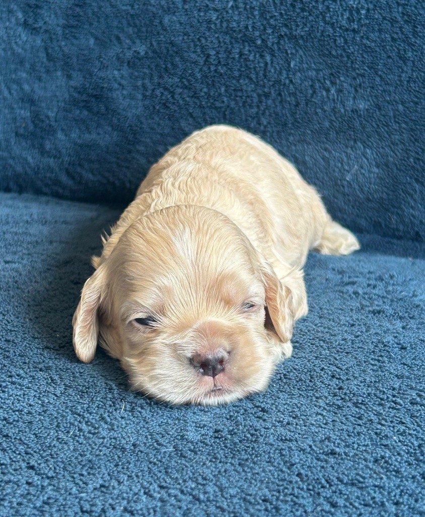 of loving Star - Chiots disponibles - American Cocker Spaniel
