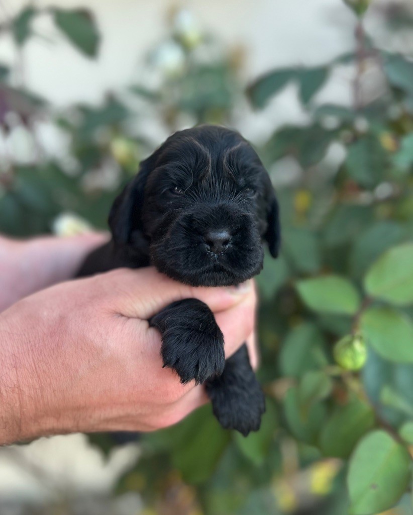 of loving Star - Chiots disponibles - Cocker Spaniel Anglais