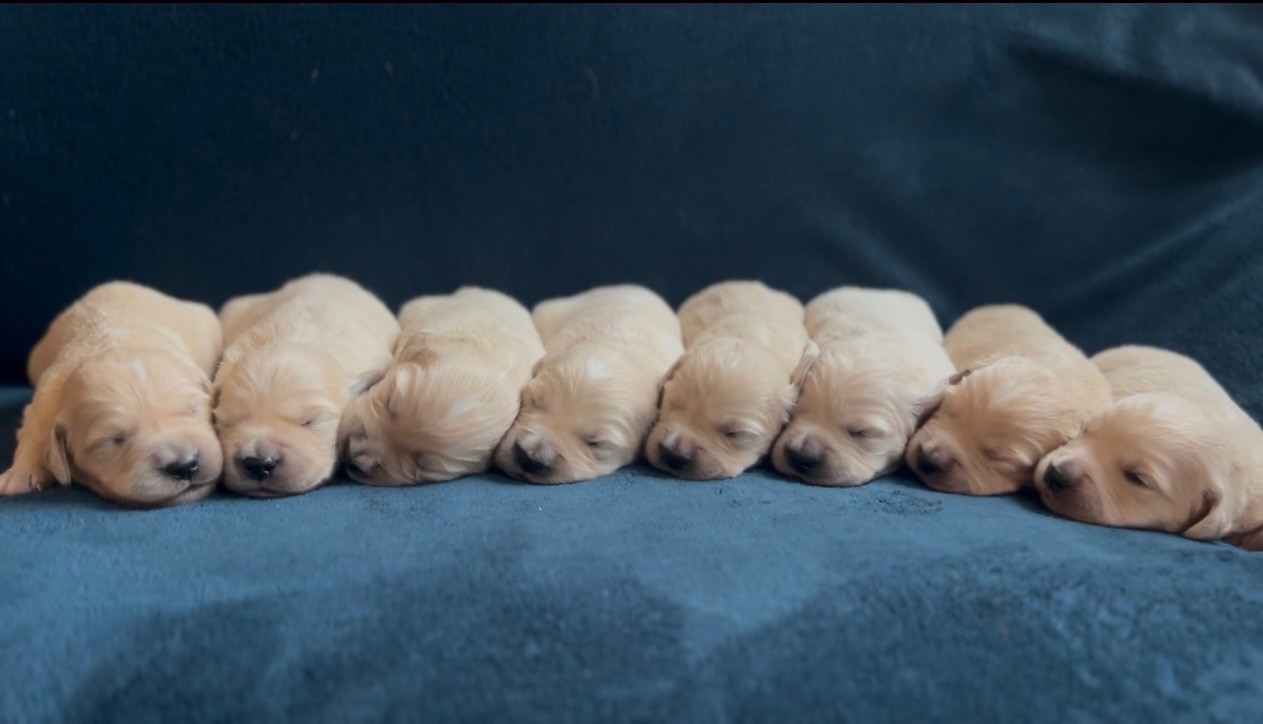 Chiot Golden Retriever of loving Star