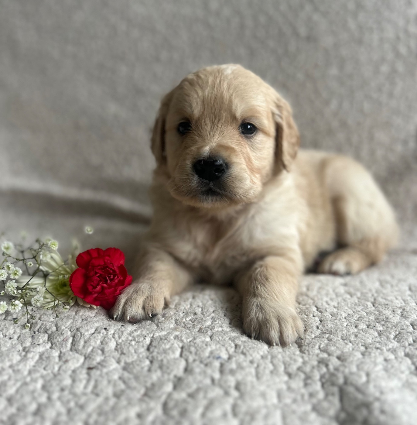 of loving Star - Chiots disponibles - Golden Retriever