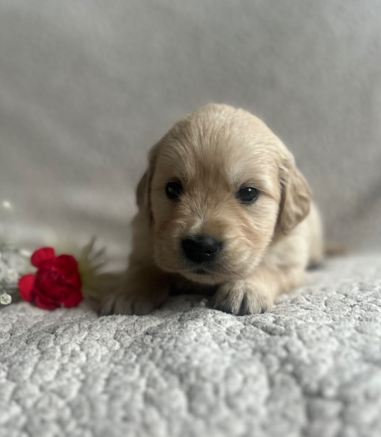 of loving Star - Chiots disponibles - Golden Retriever