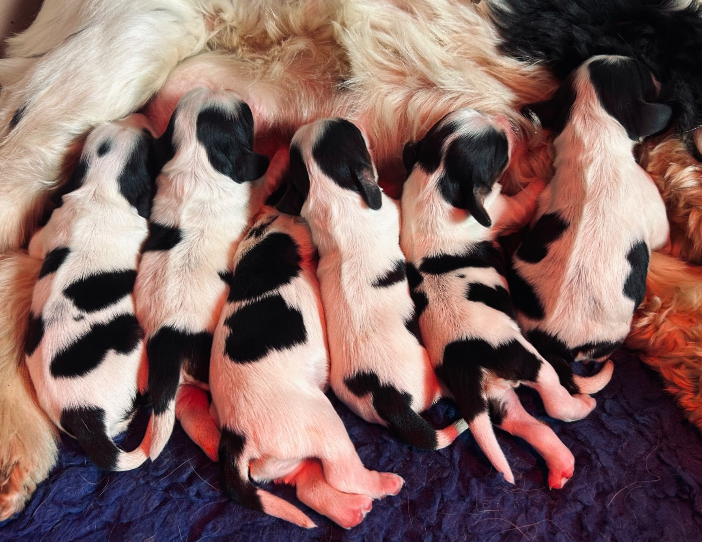 Chiot American Cocker Spaniel of loving Star