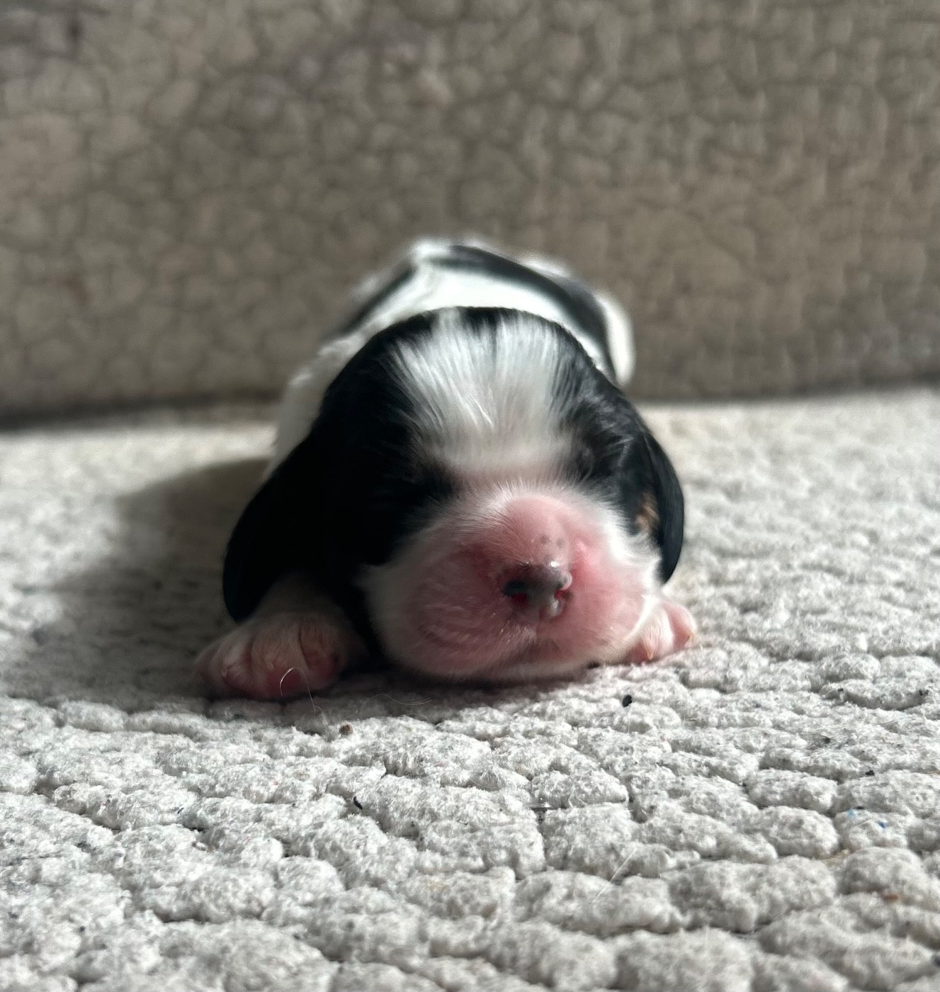 of loving Star - Chiots disponibles - American Cocker Spaniel