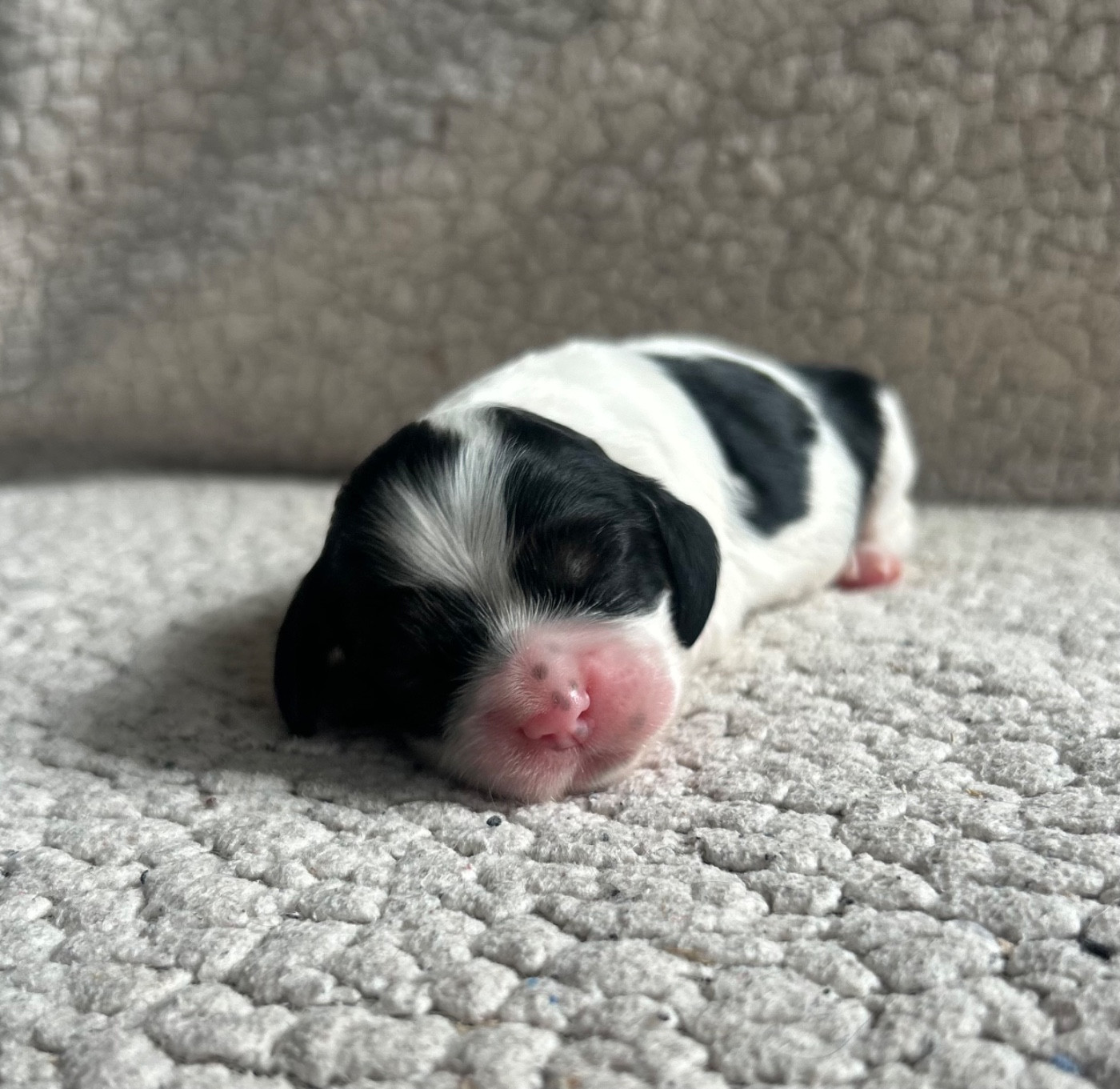 of loving Star - Chiots disponibles - American Cocker Spaniel