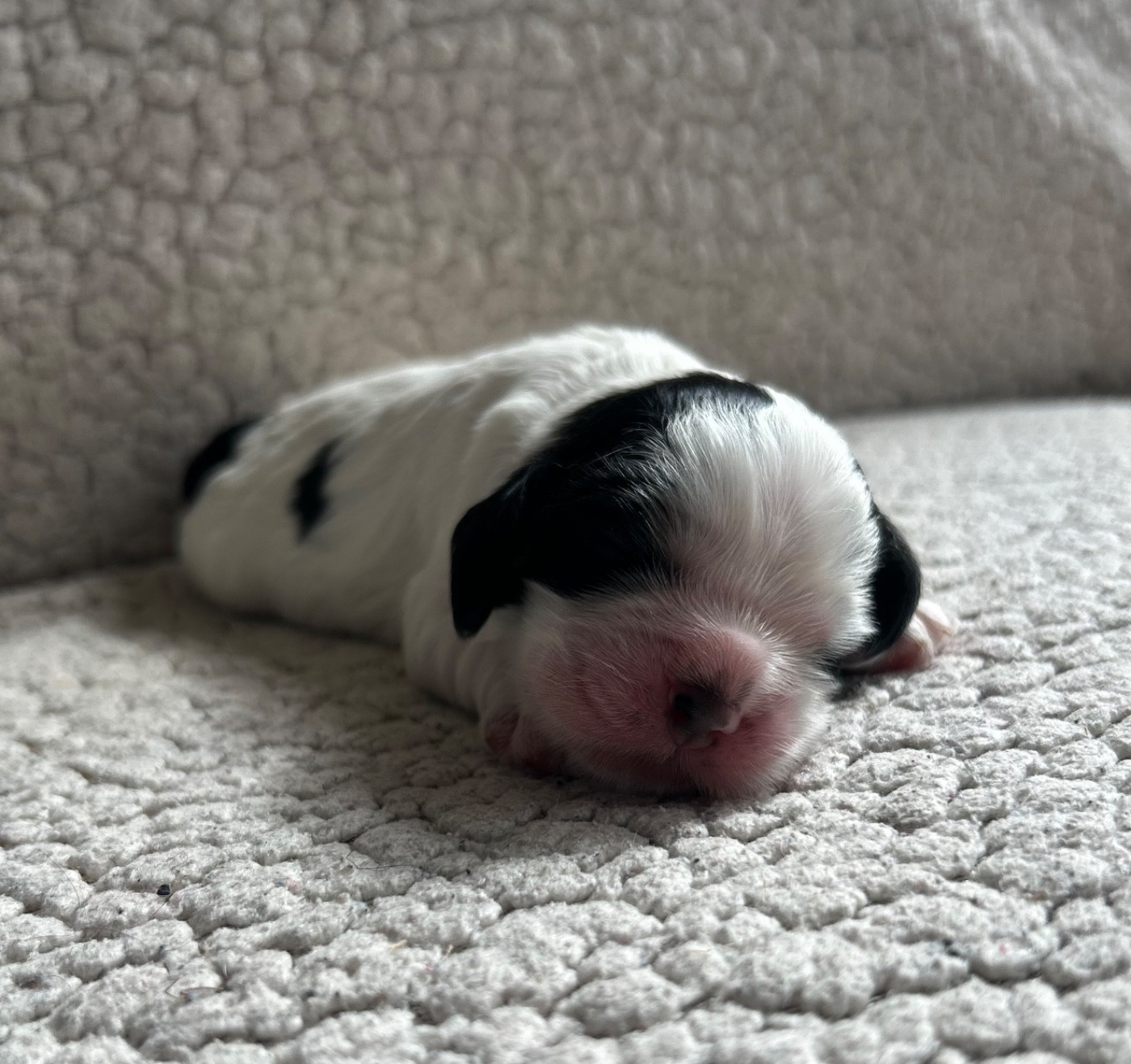 of loving Star - Chiots disponibles - American Cocker Spaniel