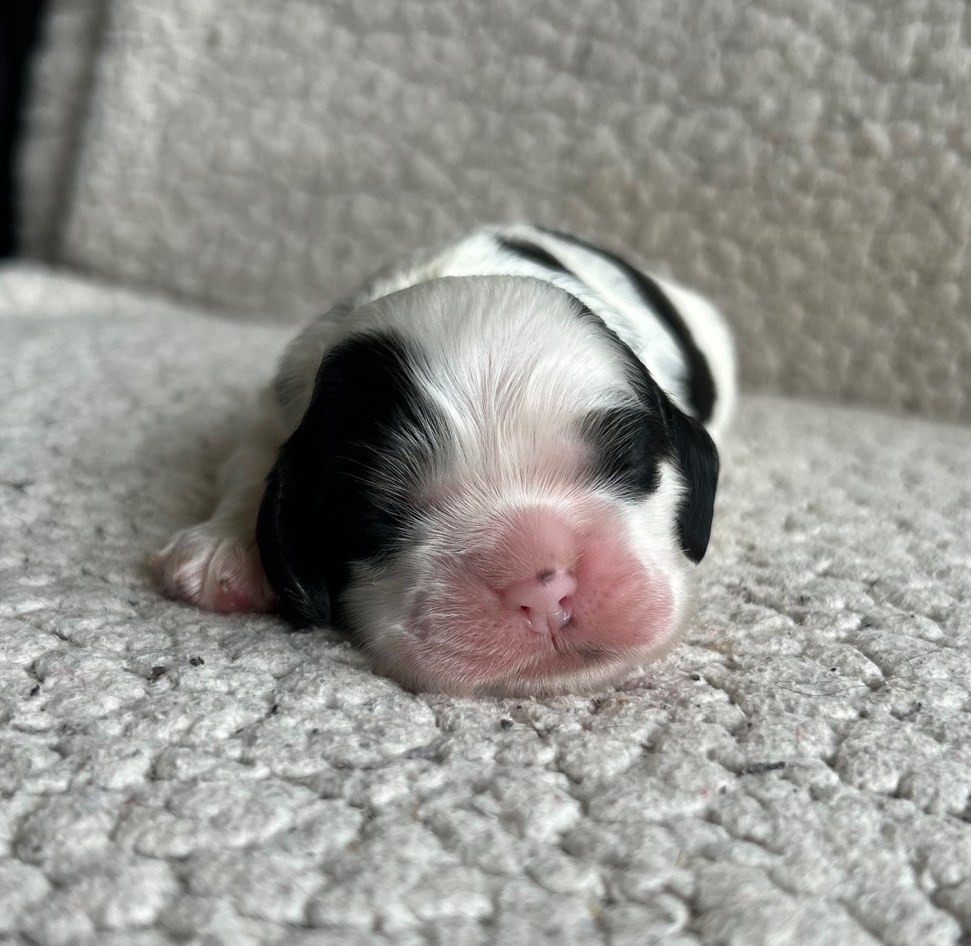 of loving Star - Chiots disponibles - American Cocker Spaniel