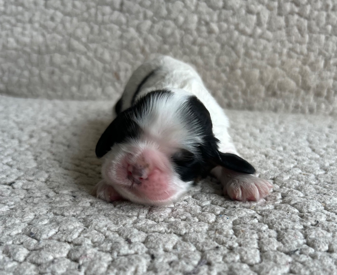 of loving Star - Chiots disponibles - American Cocker Spaniel