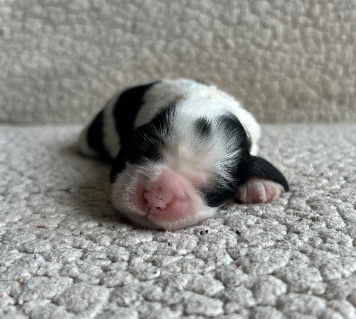 of loving Star - Chiots disponibles - American Cocker Spaniel