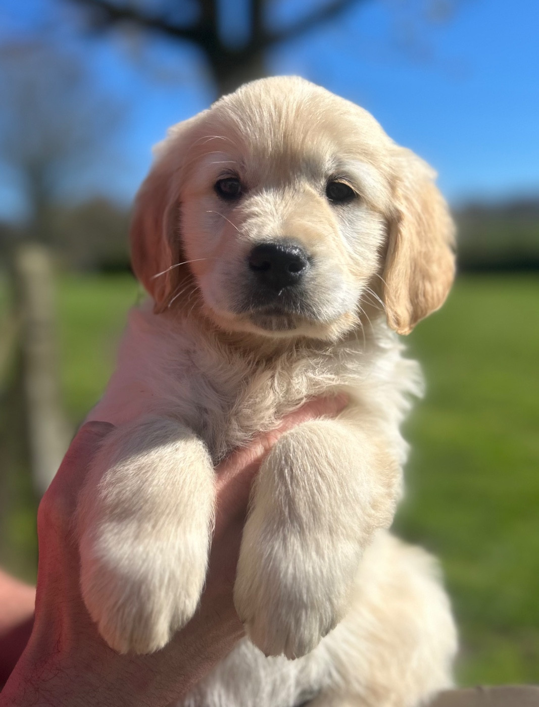 of loving Star - Chiots disponibles - Golden Retriever
