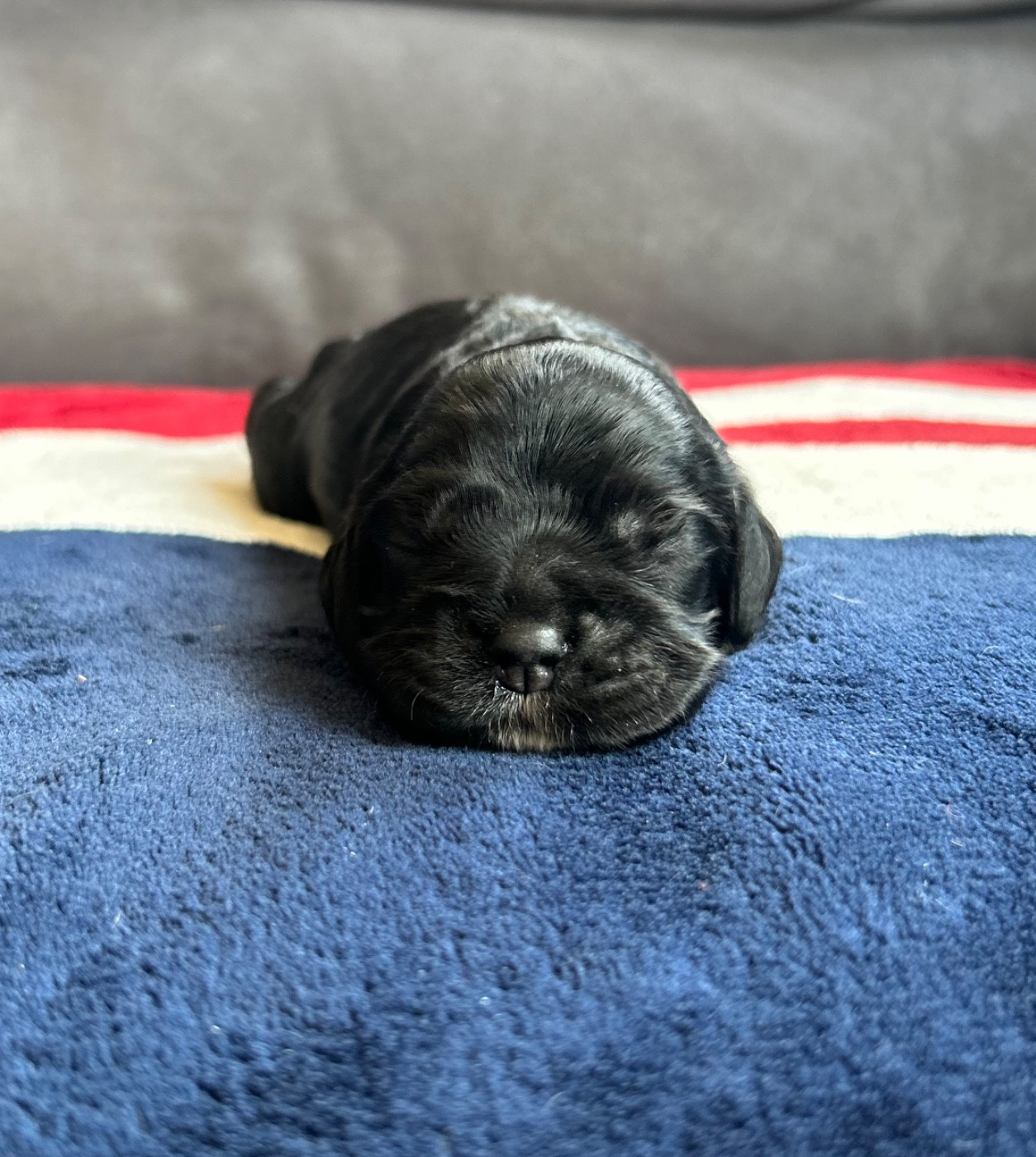 of loving Star - Chiots disponibles - American Cocker Spaniel