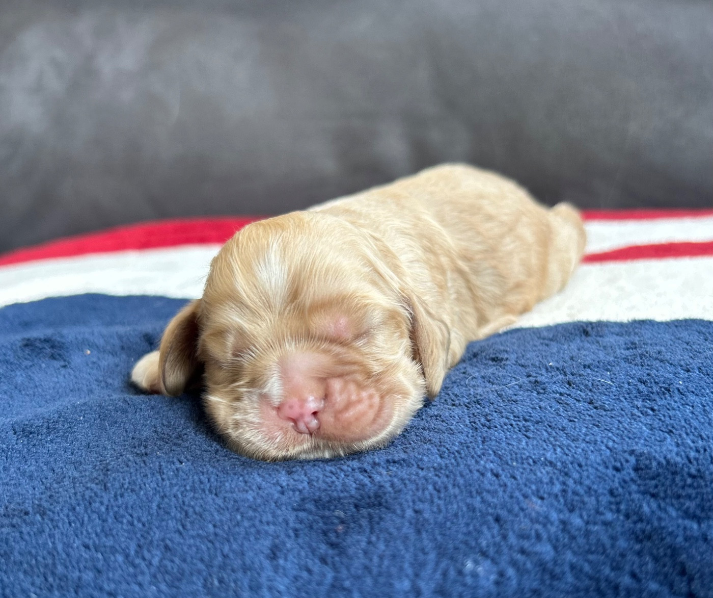 of loving Star - Chiots disponibles - American Cocker Spaniel