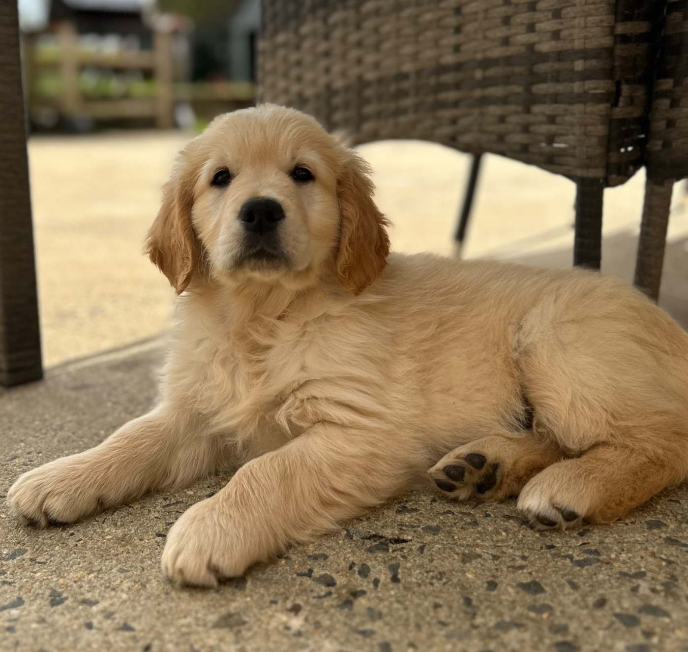 of loving Star - Chiots disponibles - Golden Retriever